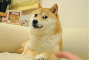  柴犬表情包北登去世谢谢你带给我们的欢乐