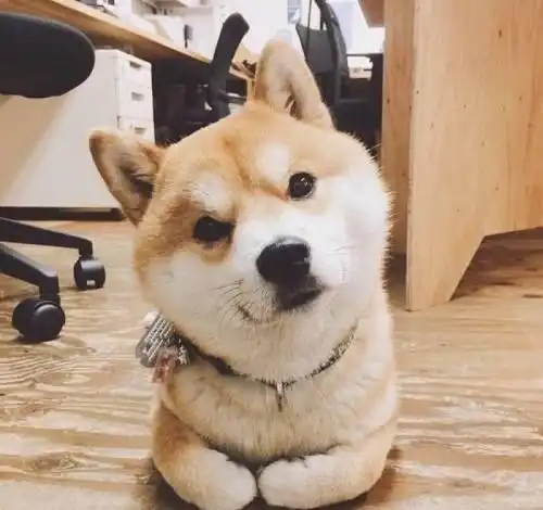  柴犬就是行走的表情包,又蠢又萌又可爱,果真颜值即是正义