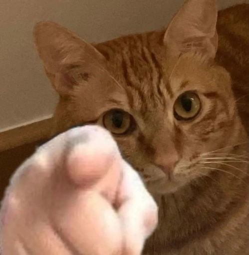 猫捏脸表情包手绘抖音