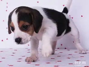  极品纯种比格包犬瘟细小三个月疫苗到位签协议