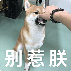 柴犬齐天熊孩子篇表情包