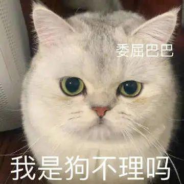  再添十碗饭丨第809期喵表情包