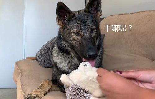  德牧的朋友坏了,女主人帮忙缝补,结果被它表情逗笑了