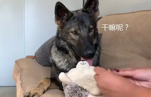  德牧的朋友坏了,女主人帮忙缝补,结果被它表情逗笑了