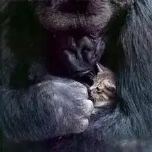 猩猩摊手表情包伦敦