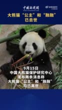 大熊猫公主融融已去世