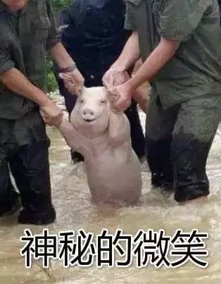  今天一只猪的表情火了,这可能是最悲伤的笑容