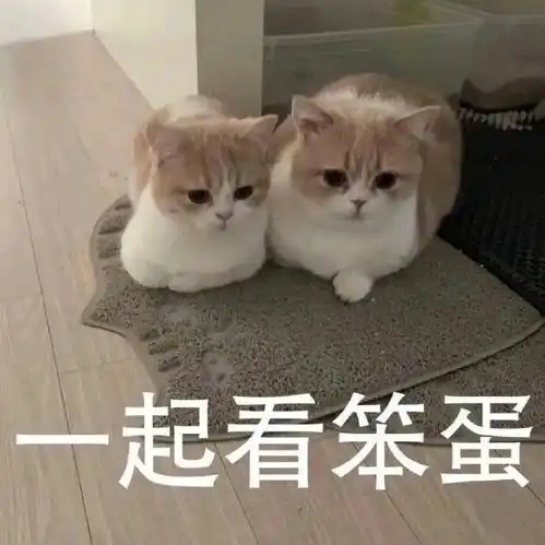 我要个性网表情包猫咪