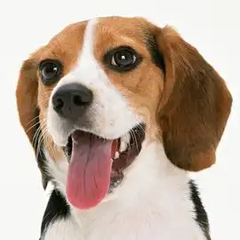  比格猎犬