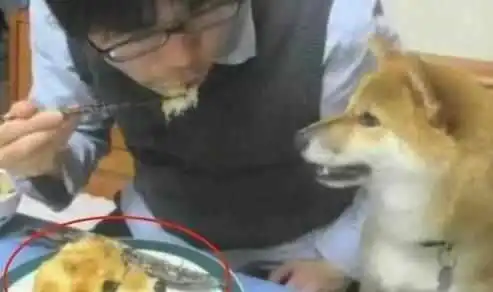 主人为恶搞柴犬,特意买个狗头蛋糕来吃,柴犬表情瞬间亮了 主人为恶搞柴犬,特意买个狗头蛋糕来吃,柴犬表情瞬间亮了