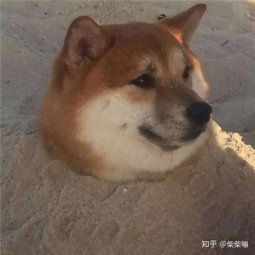 沙雕柴犬表情包