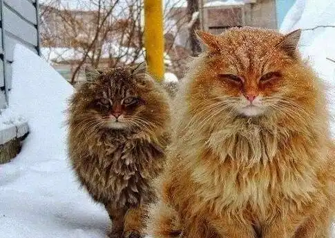  有这些表现的猫咪,说明它把你当妈妈了,你就偷着乐吧