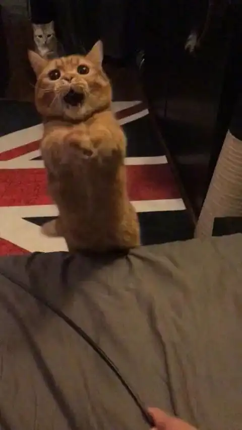  网友拍下逗猫时,猫傻b的瞬间,而边上另一只猫的表情,哈哈...