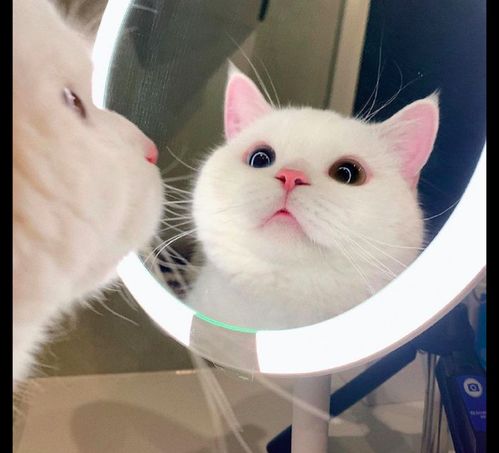  猫咪被自己的美貌迷住了,对着镜子在舔这是哪来的小仙女啊