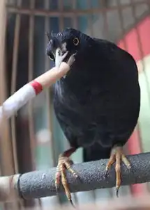  盘点动物抽烟的爆笑瞬间猴子表情销魂