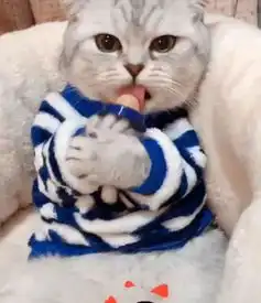  主人以为猫咪是在舔手,走近一看,主人真是一个小坏蛋
