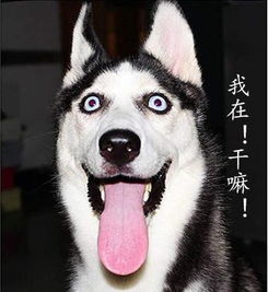 狗狗吐表情包