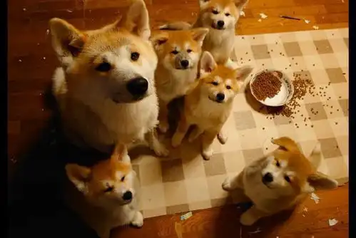 柴犬妈带小柴犬闯祸,被质问时可怜看着主人家,不愧为是一家的 柴犬妈带小柴犬闯祸,被质问时可怜看着主人家,不愧为是一家的