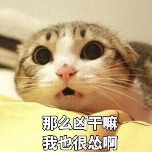  你把耗子放下,我们好好说