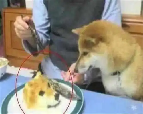  主人买来狗头蛋糕,一刀子下去狗头掉了,狗狗的表情凝固了