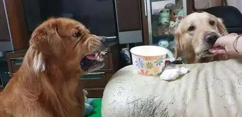  养了一只脾气很差又贪吃的大金毛是什么体验