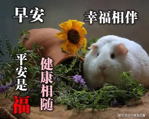 西伯利亚鼯鼠表情包早上