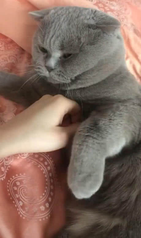  主人夜不归宿,猫生气躺在床上,主人摸它时,猫的反应网友笑喷