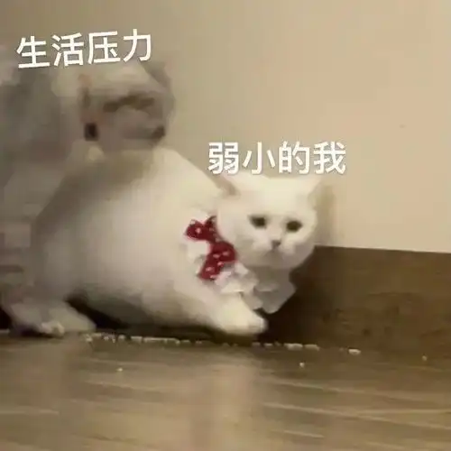  网红猫咪奶盖表情包你在吃什么