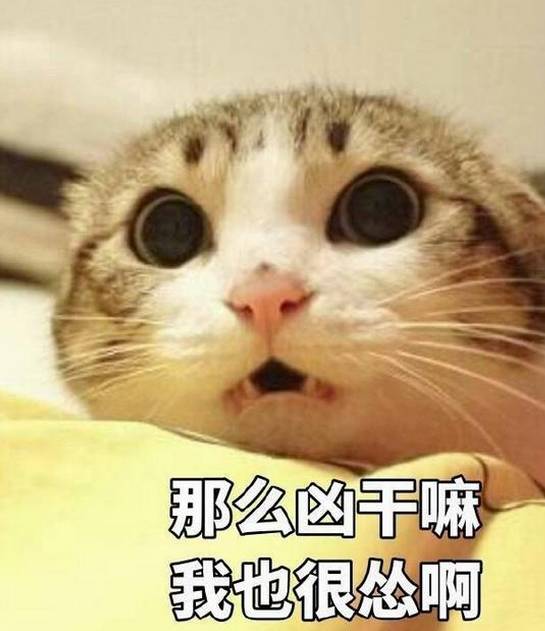 我来的表情包猫猫