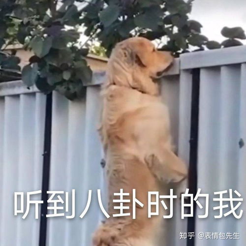  那些很骚的表情包是在哪里找到的