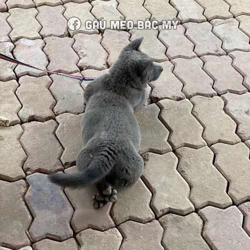 据说是蓝猫和二哈的混血宝宝...这只越南小狗凭表情包火遍全网