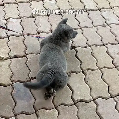  据说是蓝猫和二哈的混血宝宝...这只越南小狗凭表情包火遍全网