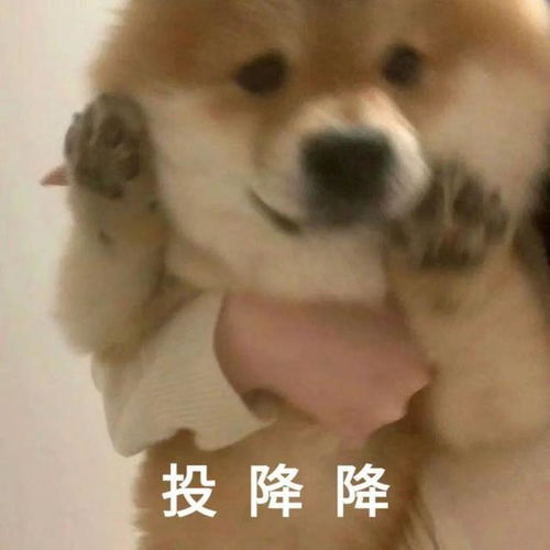  贱兮兮柴犬表情包