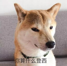  表情包一只叫做芋圆的魔性柴犬