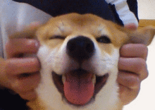 柴犬斜眼表情包北登