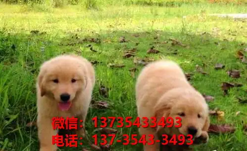  纯种金毛犬大头版黄金猎犬长沙犬舍宠物狗狗市场在哪卖狗地方