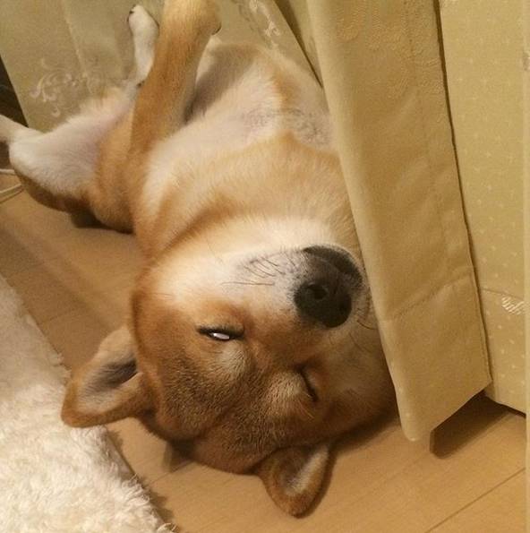  主人看着我,别生气了来笑一个吧家有百变萌宠柴犬,让你永远不寂寞.....