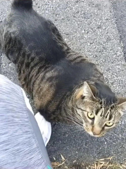  赵旭肌肉猛猫