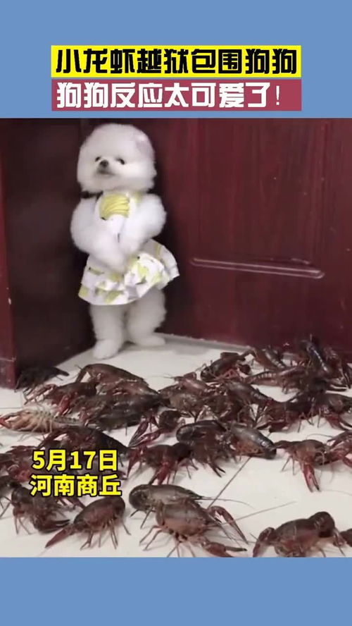  狗狗被小龙虾包围怂怂的表情太可爱了