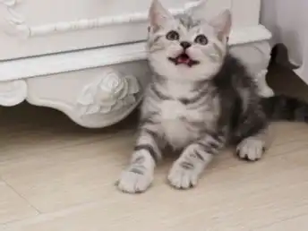  图武汉虎斑短毛猫美国短毛猫出售一一实体店专卖一特价卖武汉宠物猫