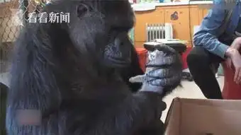  天才大猩猩科科去世会使用1千种多手语手势