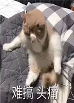  你们