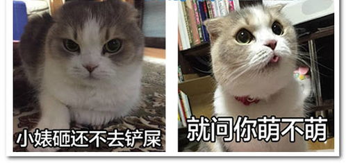  你理解能力真的是太差,我是让你多笑笑,乐极升杯
