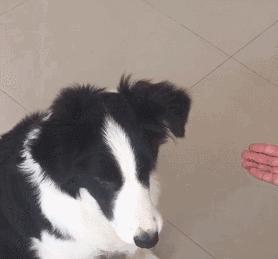  网上风很大,实际超难养的5种狗,谁养谁是大冤种