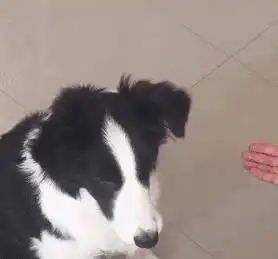  网上风很大,实际超难养的5种狗,谁养谁是大冤种