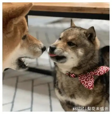  搞笑段子表哥家儿子六岁了,特别个性,过年谁给红包都不要