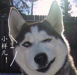  喂,幺幺零吗这里有只二哈天天打劫路人