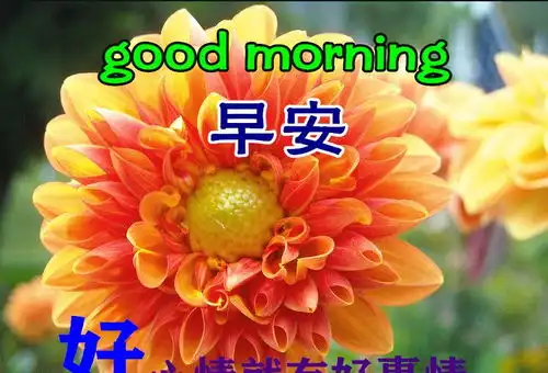  早上好动态表情图片大全,早晨好动图美图大全