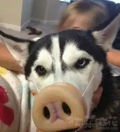  我可能养了只假哈士奇