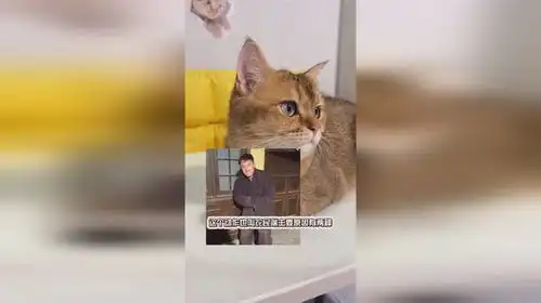  橘猫真的太皮了吧,不管对方体型多大都要去挑战一下是吧